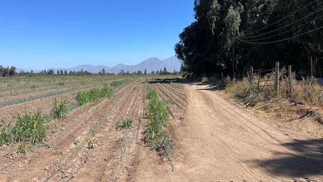 Vendo Campo Agrícola 13,42 Has Los Mayos Rancagua